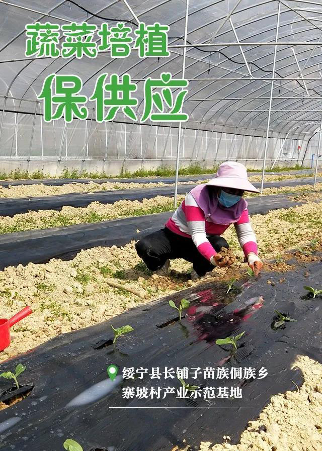 蔬菜培植保供应