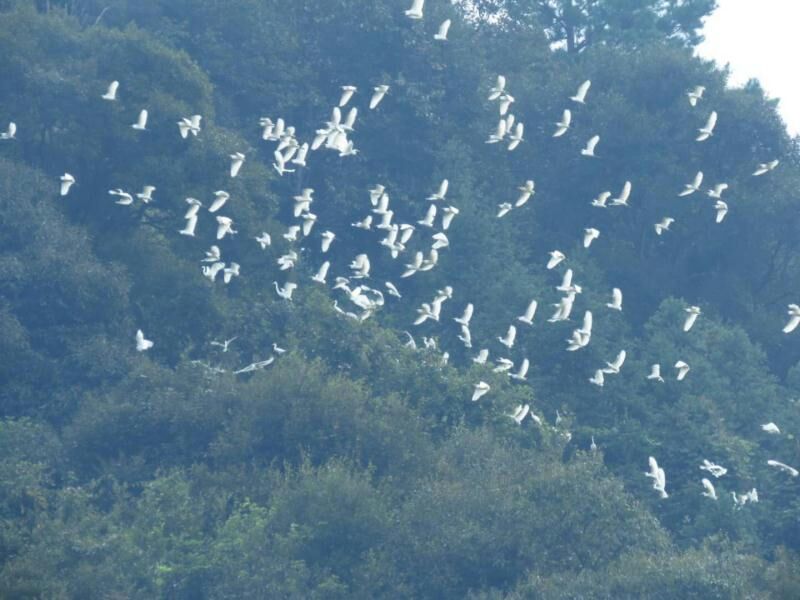湖南南山国家公园过境候鸟数量创历史新高