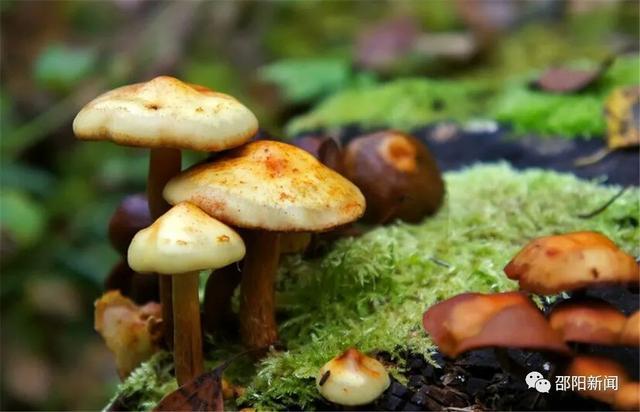 邵阳市野生蘑菇种类繁多   有毒无毒蘑菇肉眼难以辨别