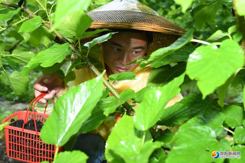 城步苗族自治县蒋坊乡巨峰农业生态果园员工冒雨采摘成熟的桑葚。