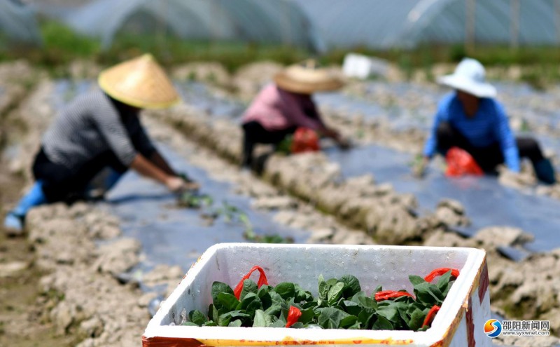 城步苗族自治县西岩镇江南蔬菜种植合作社员工在移栽茄苗。