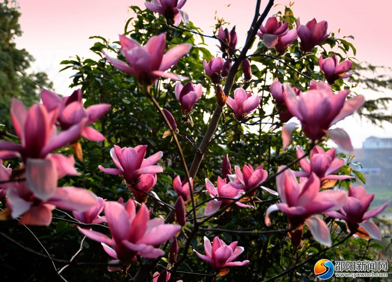 玉兰花，是园中的主要花木之一，因花色鲜艳、绚丽、漂亮，颇受人们喜爱，因而，每当春暖花开时节，常引得游客纷至沓来游览观看欣赏。