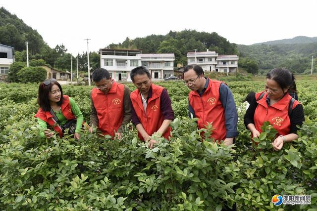 邵阳市农科院专家在玉辉农林“精灵果果”蓝莓园基地进行技术指导