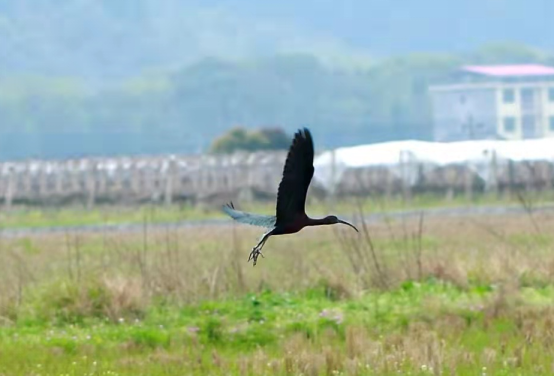 新宁崀山发现国家一级重点保护鸟类彩鹮