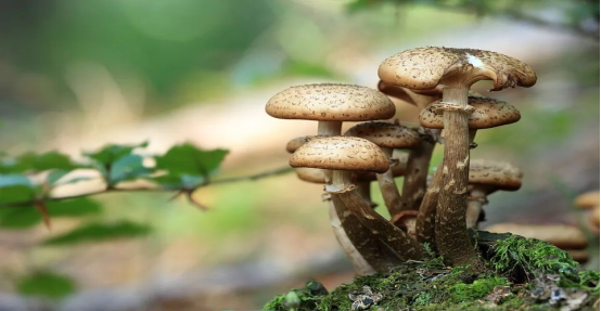 采食野生蘑菇鉴别五大误区