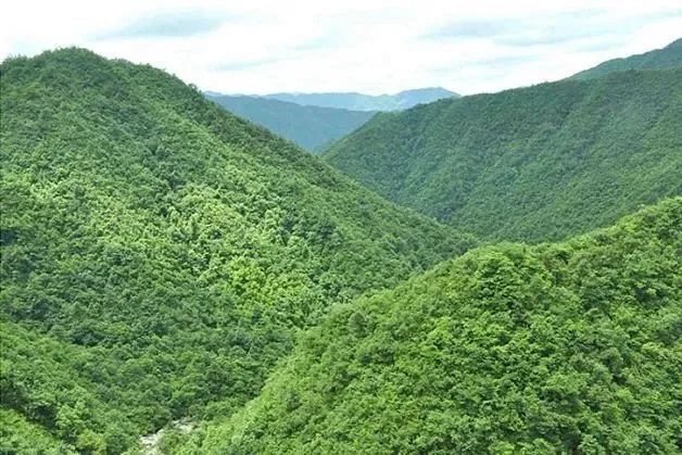 金童山国家级自然保护区