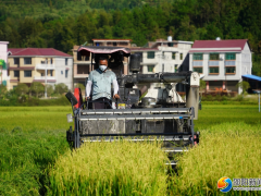 绥宁：6.3万亩杂交水稻制种喜获丰收